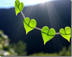 love leaves